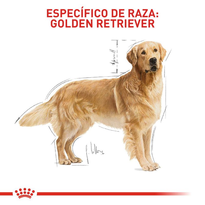 Alimento-Perro-ROYAL-CANIN-BHN-GOLDEN-RETRIEVER-ADULT--3KG
