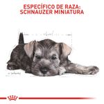 Alimento-Perro-ROYAL-CANIN-BHN-MINI-SCHNAUZER-PUPPY-113KG