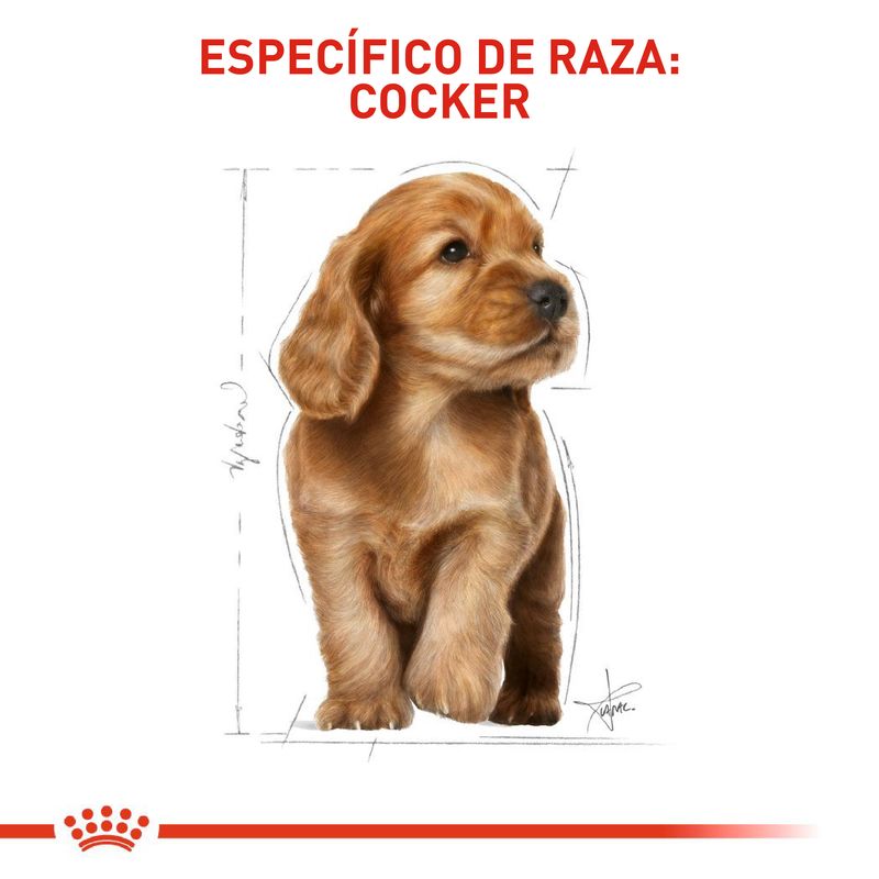 Comida-Perro-Royal-Canin-Cocker-Puppy-1--5-