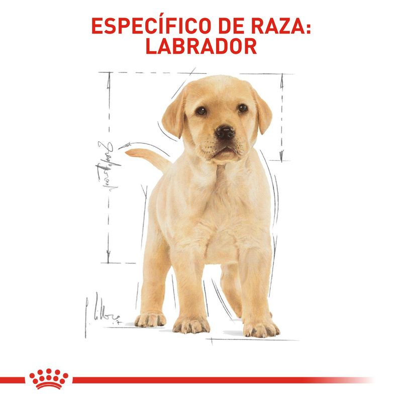 1.-comida-perro-royal-canin-bhn-labrador-puppy-12kg--5-