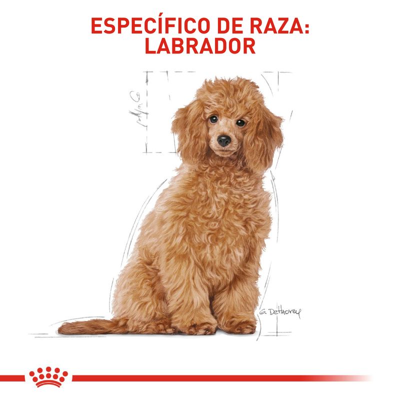 1.-comida-perro-royal-canin-bhn-poodle-puppy-3kg--5-